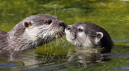 What price an otter cull now ?