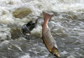 Severn salmon aleaping - this must not become a picture only found in history books