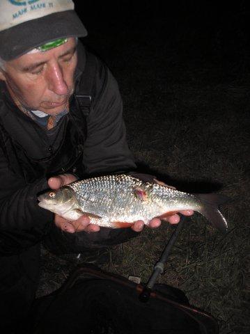 This big Avon roach was lucky to survive a cormorant attack but there are very few that do which is why stocks of river roach have crashed in many places.