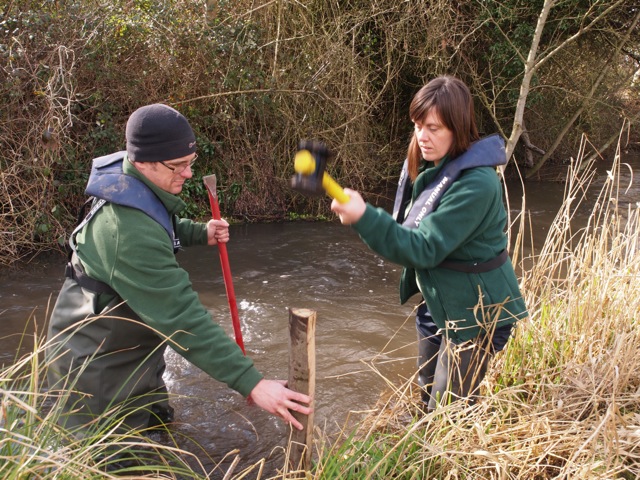 Hammering in the stakes to secure the woody debris flow deflectors - what would make you get in the water to improve habitat for fish and fishing ?