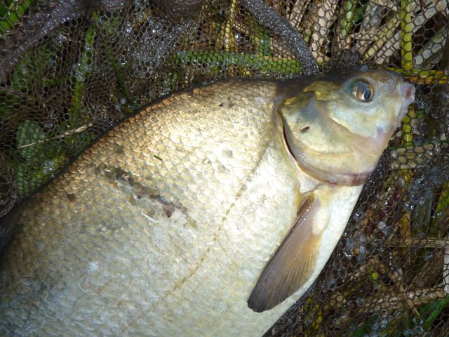 Cormorants regularly attack and injure fish far too big for them to eat
