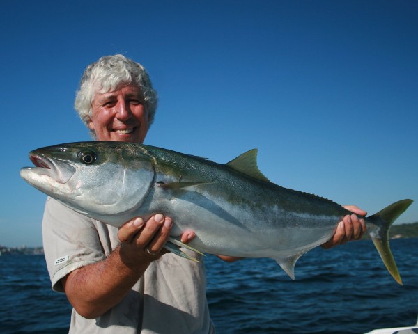 A Sydney Harbour Kingfish well over 'legal' size. How many more of this fine sporting fish would there be if they were allowed to spawn at least once before being removed from the fishery ? Shades of of bass mls battle the Angling Trust is fighting in the UK