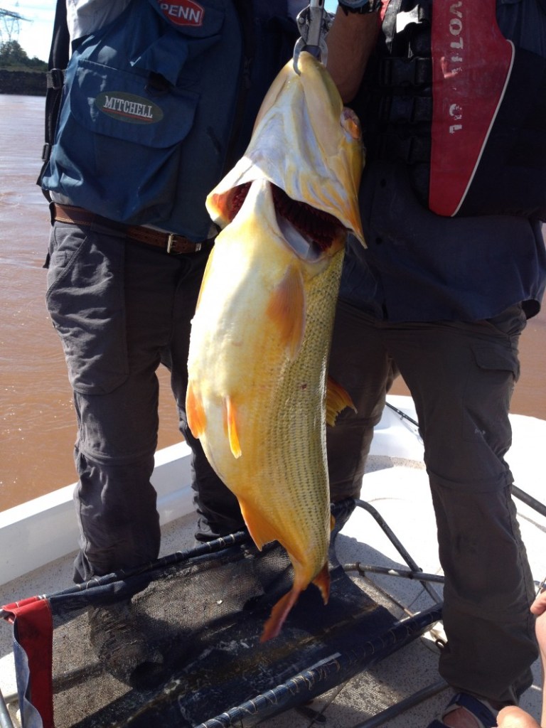 How not to weigh a big fish