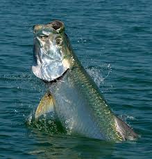 Martin has plans for a birthday tarpon in 2014