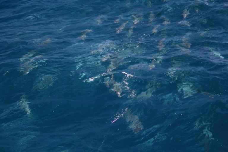 A pack of angry New Zealand kingfish homing in on the lure