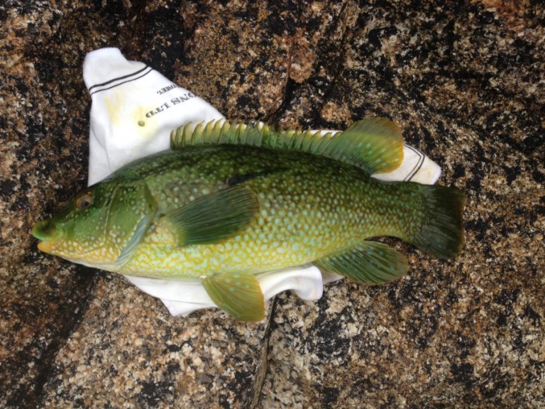 My first three pounder