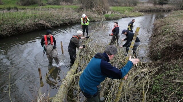 Installing woody debris as cover for young fish