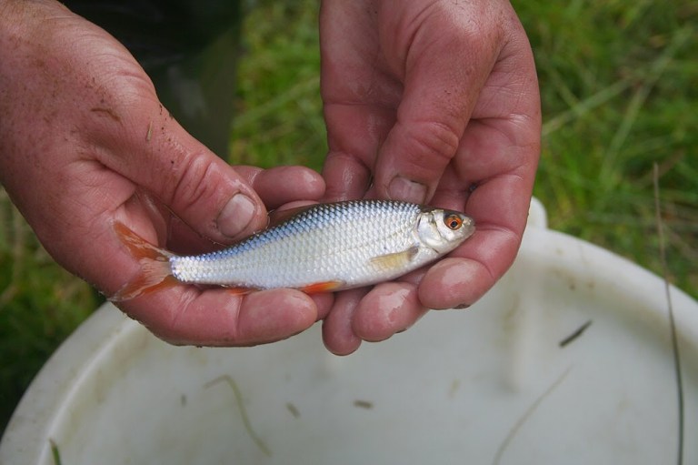 A future Avon three pounder perhaps ?