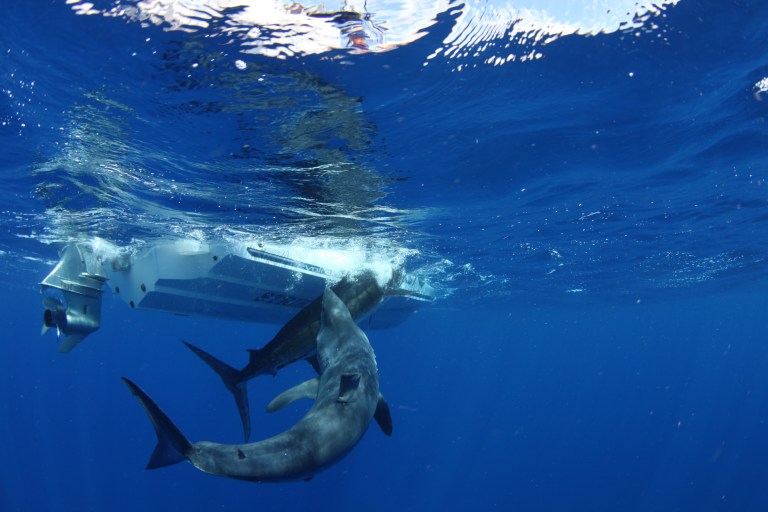 A massive mako shark attacks a marlin as its being unhooked. Not a common sight in UK waters!