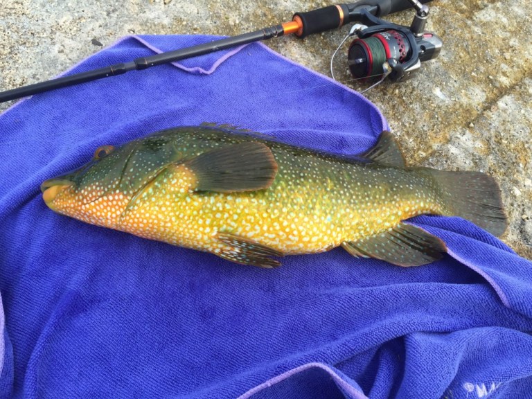 Great colours and powerful shoulders - the Ballan Wrasse is the nearest thing we have to a tropical sports fish in the UK