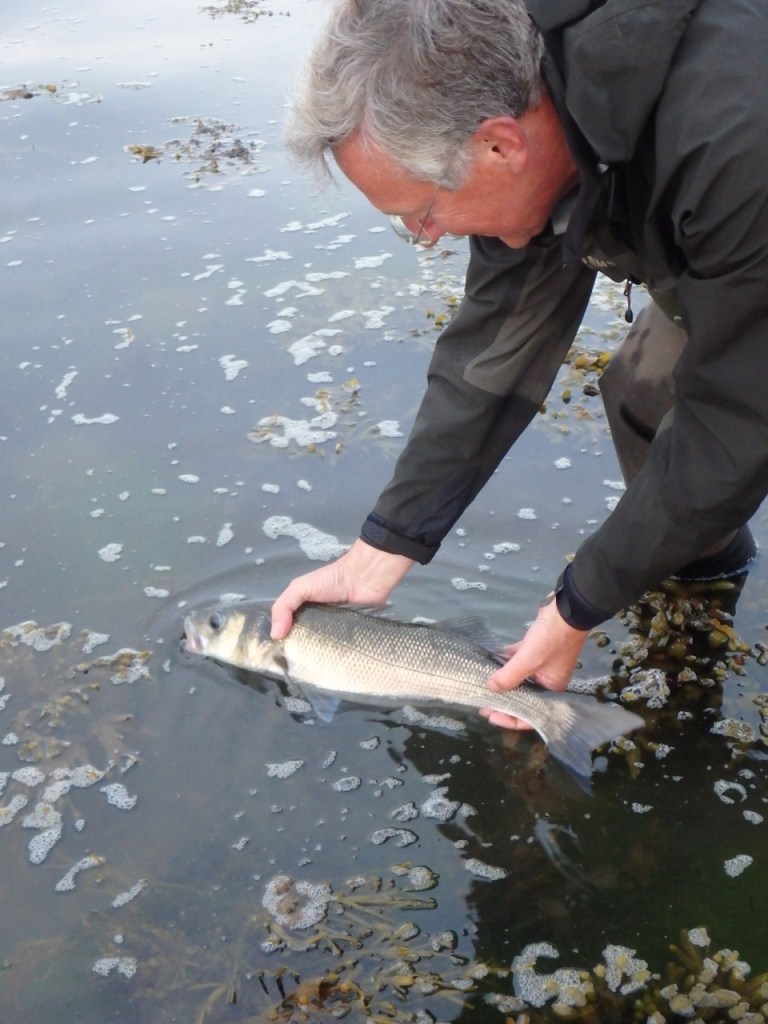 A catch and release angling close season for bass would be no bad thing