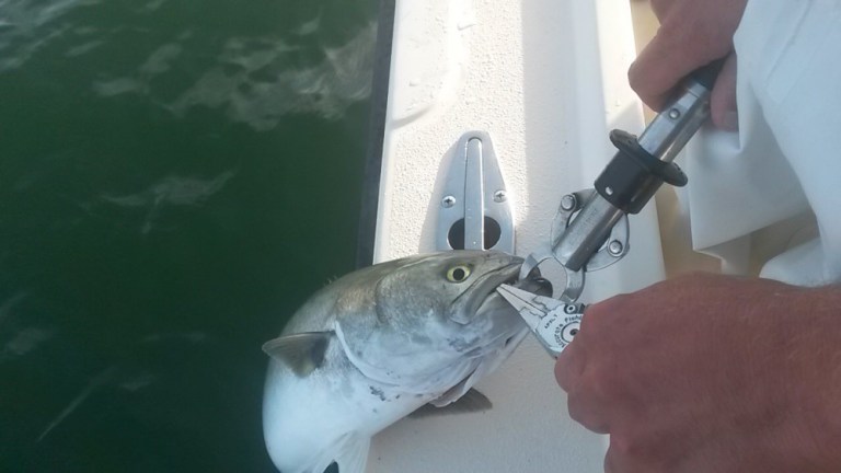 The Yanks may call these Bluefish whilst the Aussies call them Tailor - either way it's not a good idea to get too close to those razor sharp and backward facing teeth!