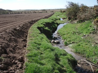 Spud field on Anglesey April 2012