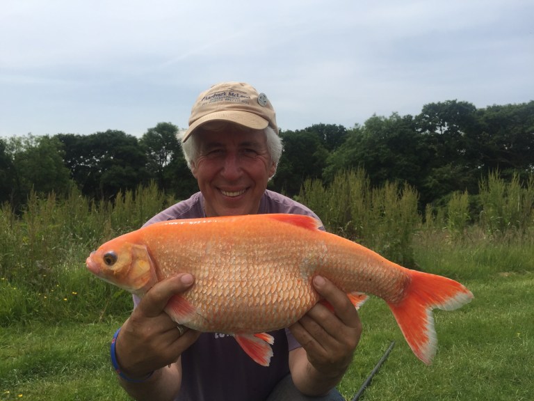 Stunning colours make the golden orfe an impressive capture although great fighters they are not. 